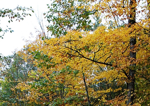 粉象生活邀请码填谁的,谁就可以赚钱吗