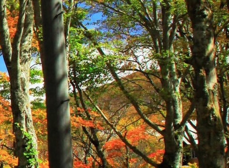 粉象生活如何申请认证