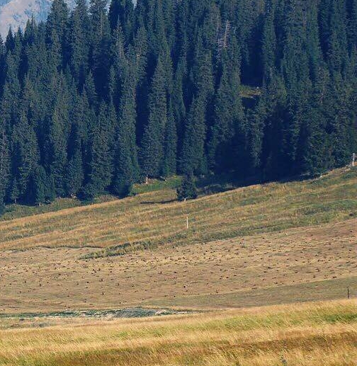 佛山粉象生活怎么提现