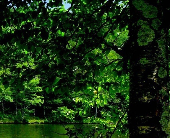 粉象生活有免单吗粉象生活