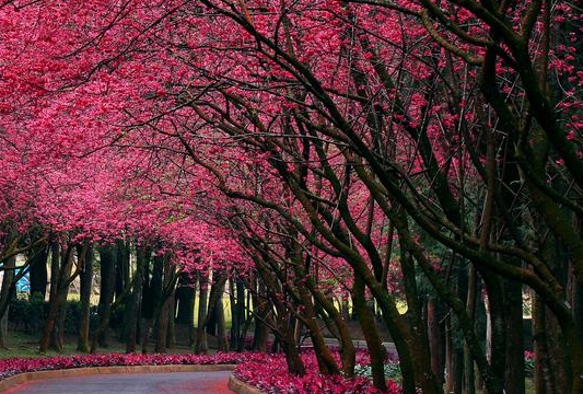 粉象生活app是真是假