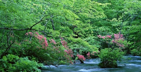 粉象给劲樱桃啤酒简介