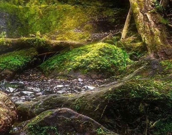 怎样在粉象生活注册