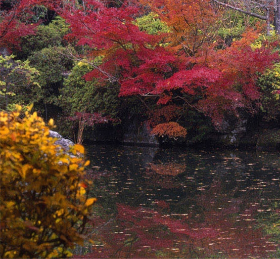 豆豆粮票最新版下载