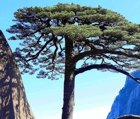 粉象生活图片43