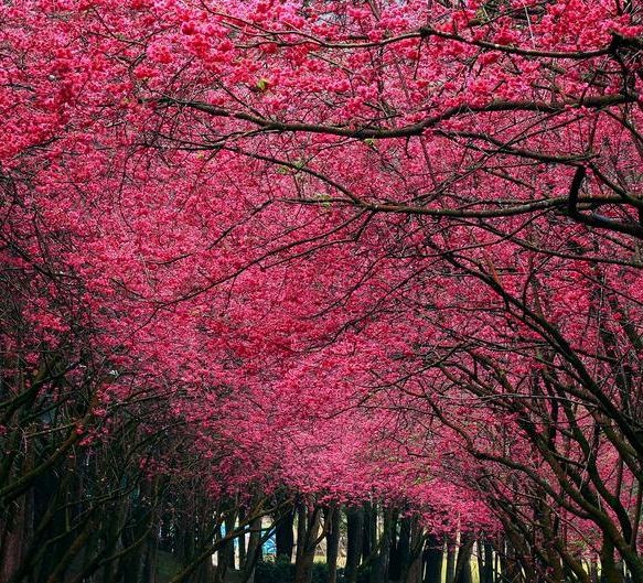 粉象生活cps佣金