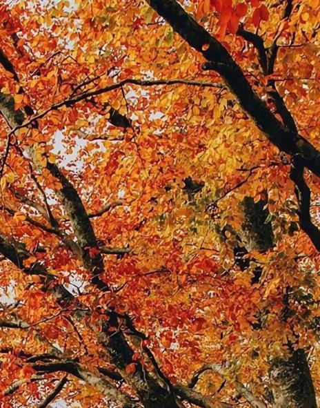 粉象生活杭州代理