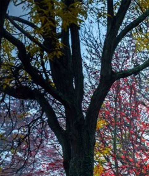 邵阳粉象生活app