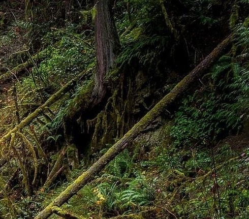 粉象生活真实收入