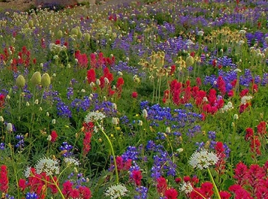 比利时浅粉象啤酒好喝吗