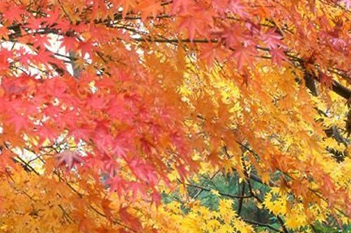 粉象生活兴业国际