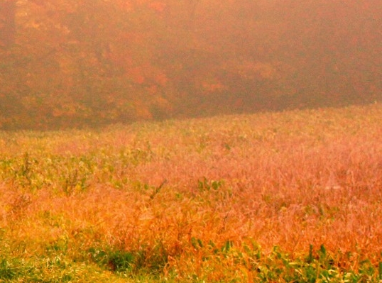 粉象生活分享后怎么没有佣金