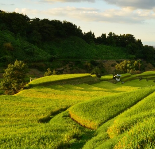 京粉图片怎么转链接