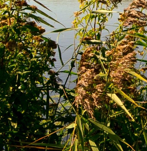 粉象生活app