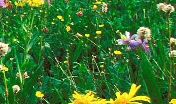 粉象生活有几代佣金