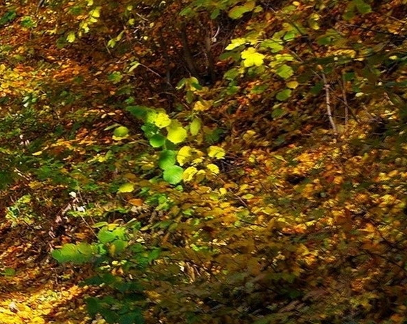 粉象是什么平台