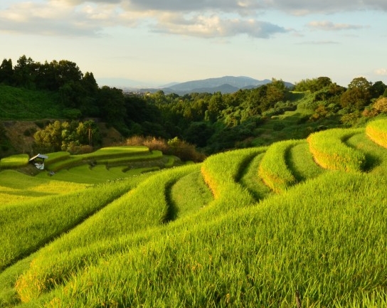 粉象生活下载app