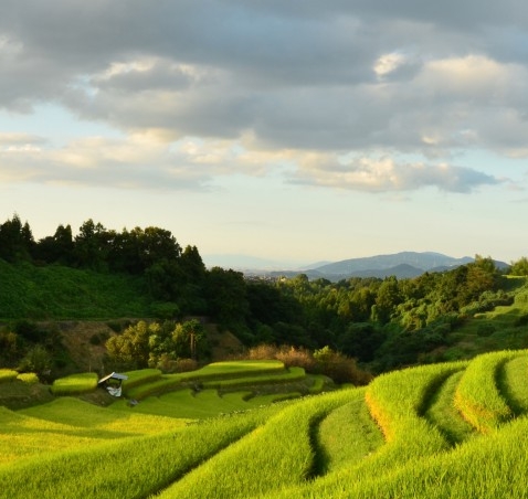 粉象生活能不能用支付宝