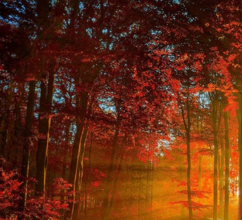 北京粉象生活代理