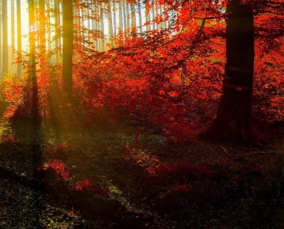 粉象生活需要的条件