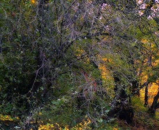 粉象生活邀请码填谁的,谁就可以赚钱吗