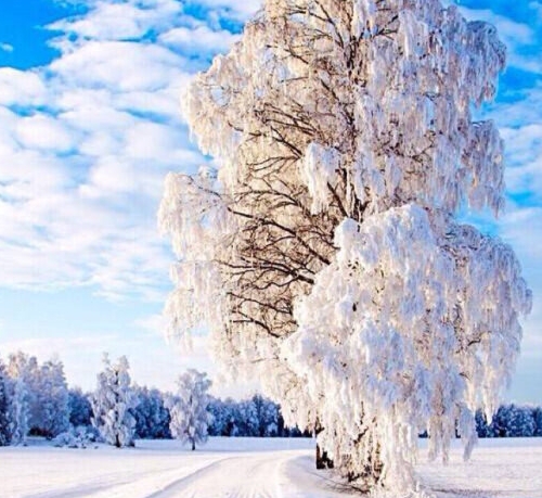 下载及象教育APPstore