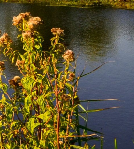 粉象生活怎么推广