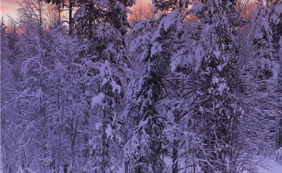 粉象生活潜在市场
