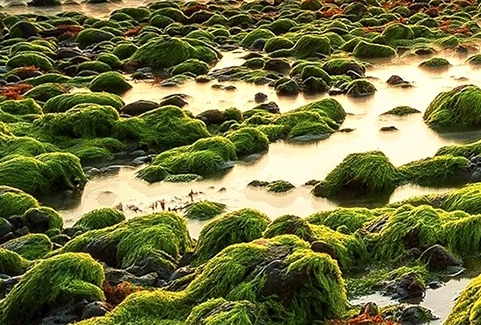 粉象生活的寓意