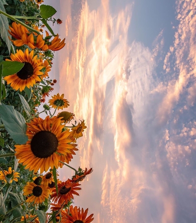 粉象生活月报图片