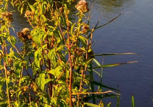 粉象生活会员怎么加入