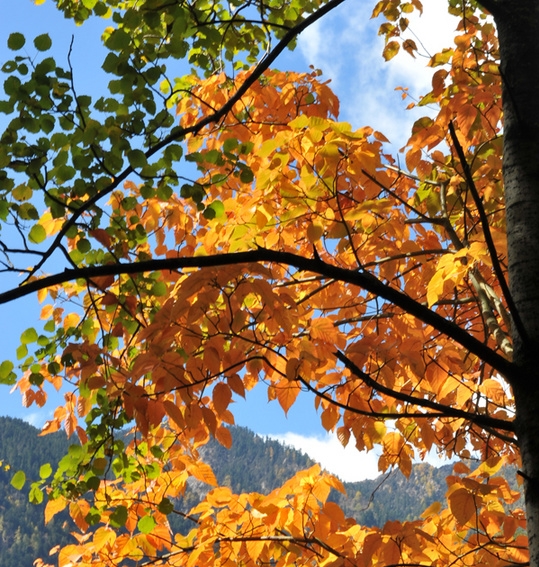 浙江正规粉象生活市场前景
