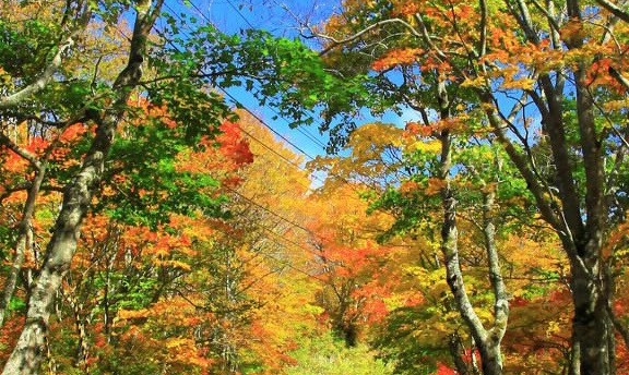 粉象生活下载app