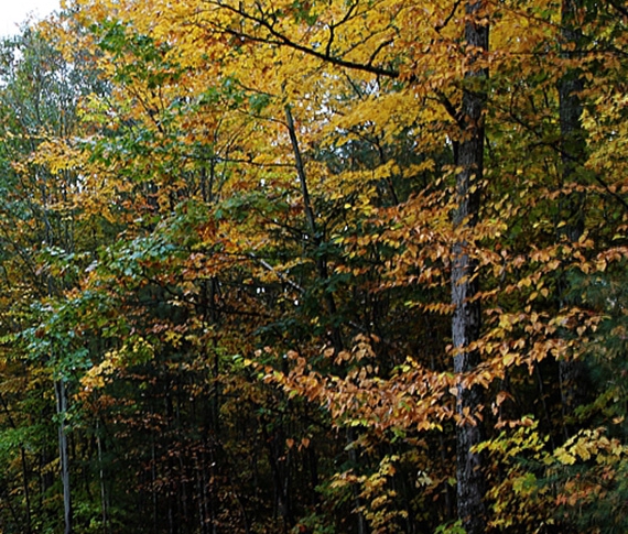 粉象生活开通直播