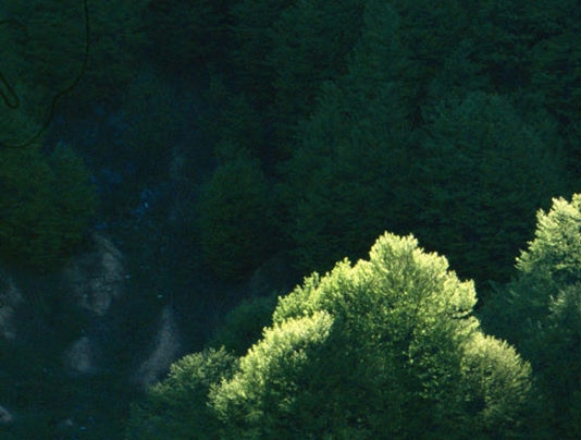 河南分享粉象生活软件