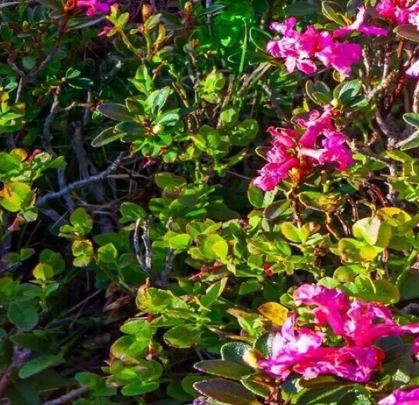 粉象生活快速引流