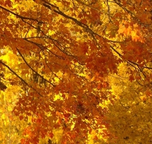 粉象生活粉丝积分怎么获得