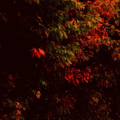 粉象生活邀请码