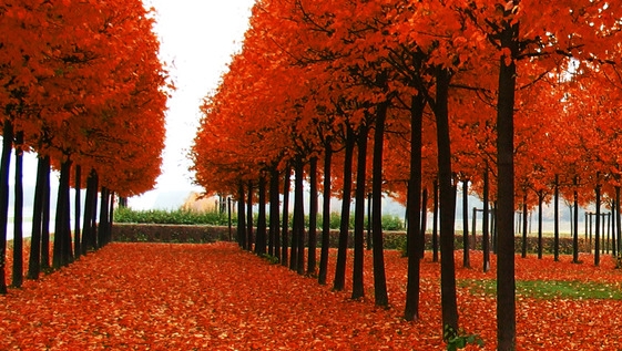 粉象生活是真的假的