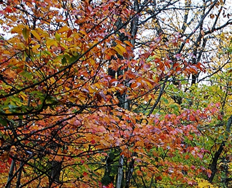 粉象生活粉丝怎么增加