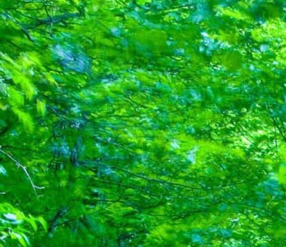 粉象生活抢红包
