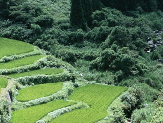 粉象生活的流量是怎么来的