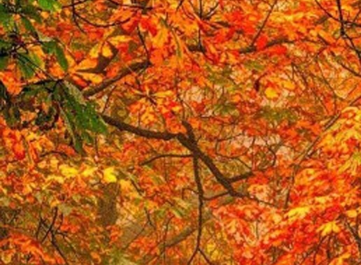 粉象生活是真的假的