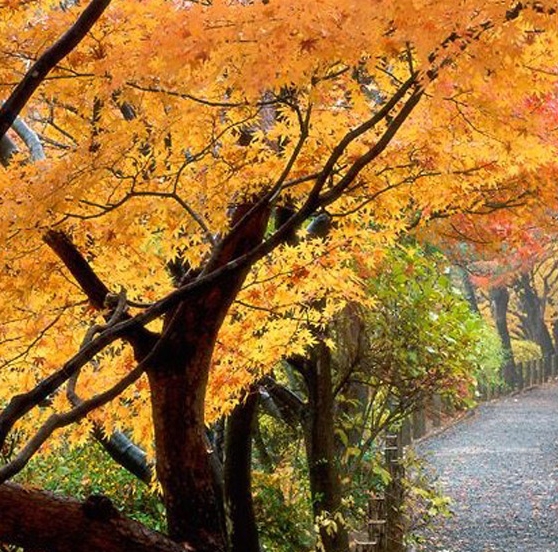 粉象授权了淘宝怎取消