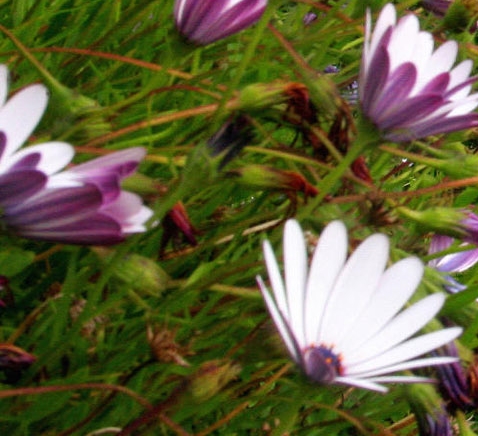 粉象生活怎么裂变