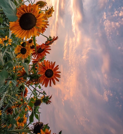 粉象生活CEO邀请码