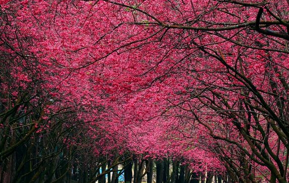 粉象生活邀请一个人有多少佣金