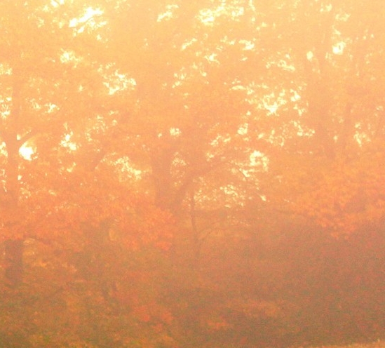 粉象生活官方邀请码能用吗