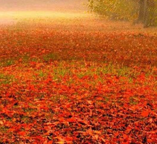 粉象生活怎么赚钱