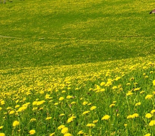 芙力草莓